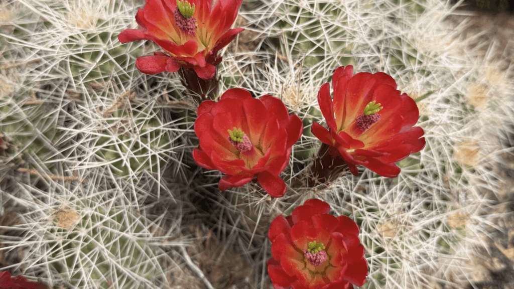 Red cactus flowers blooming in the Moab desert Utah